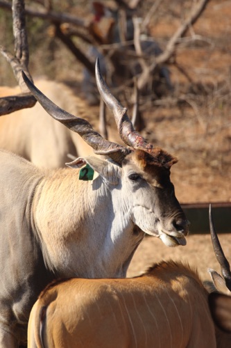 Eland Bul 3.JPG